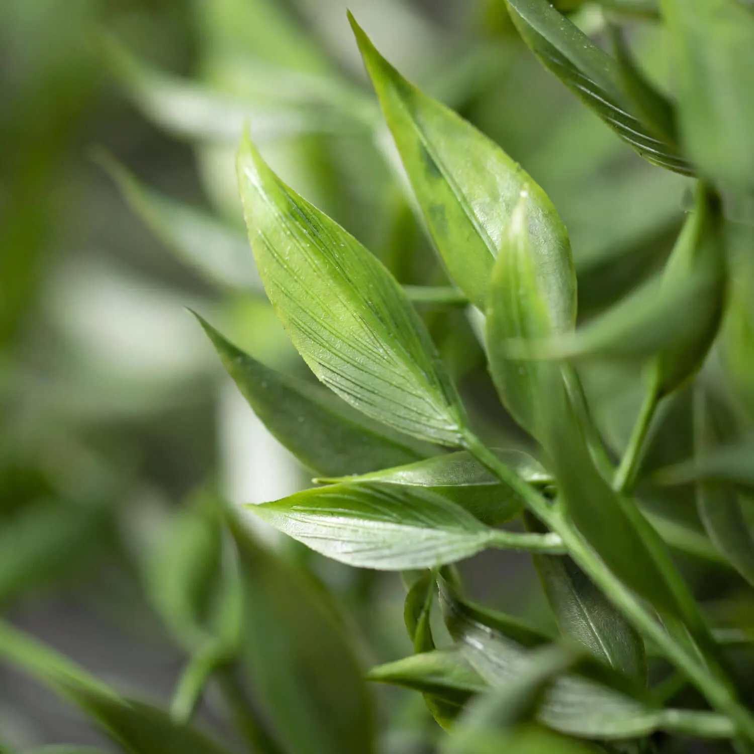 Draping Green Ruscus Bush